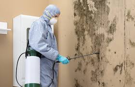 Reliable Ferndale, MD Mold Removal Solutions